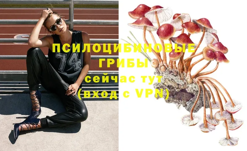 купить   Карабулак  Псилоцибиновые грибы Psilocybe 